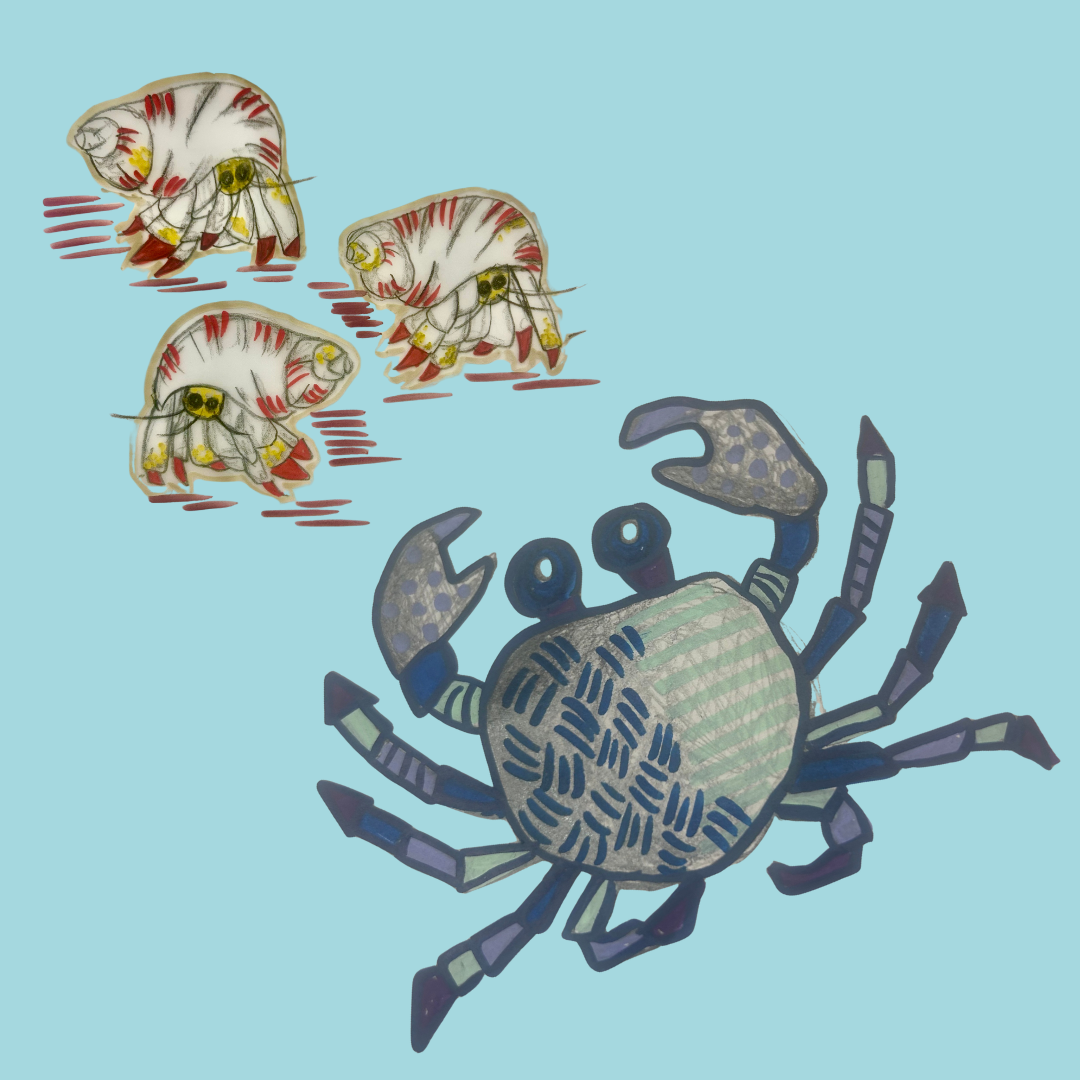Illustration of a hard shell crab and three hermit crabs on a light blue background